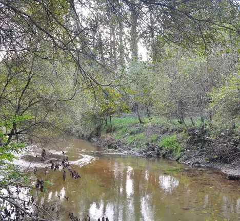 R&iacute;o Louro